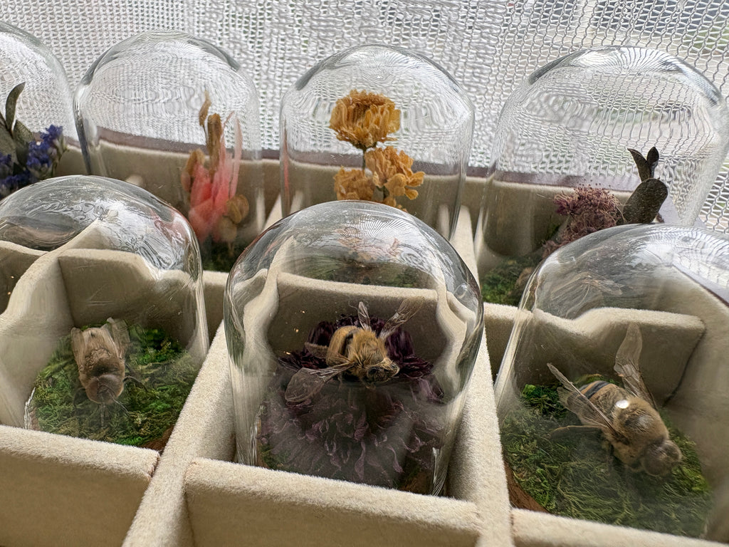 Dead Petal Studio – Bee Specimen