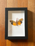 Dead Petal Studio ~ Lantern Fly Framed Specimen