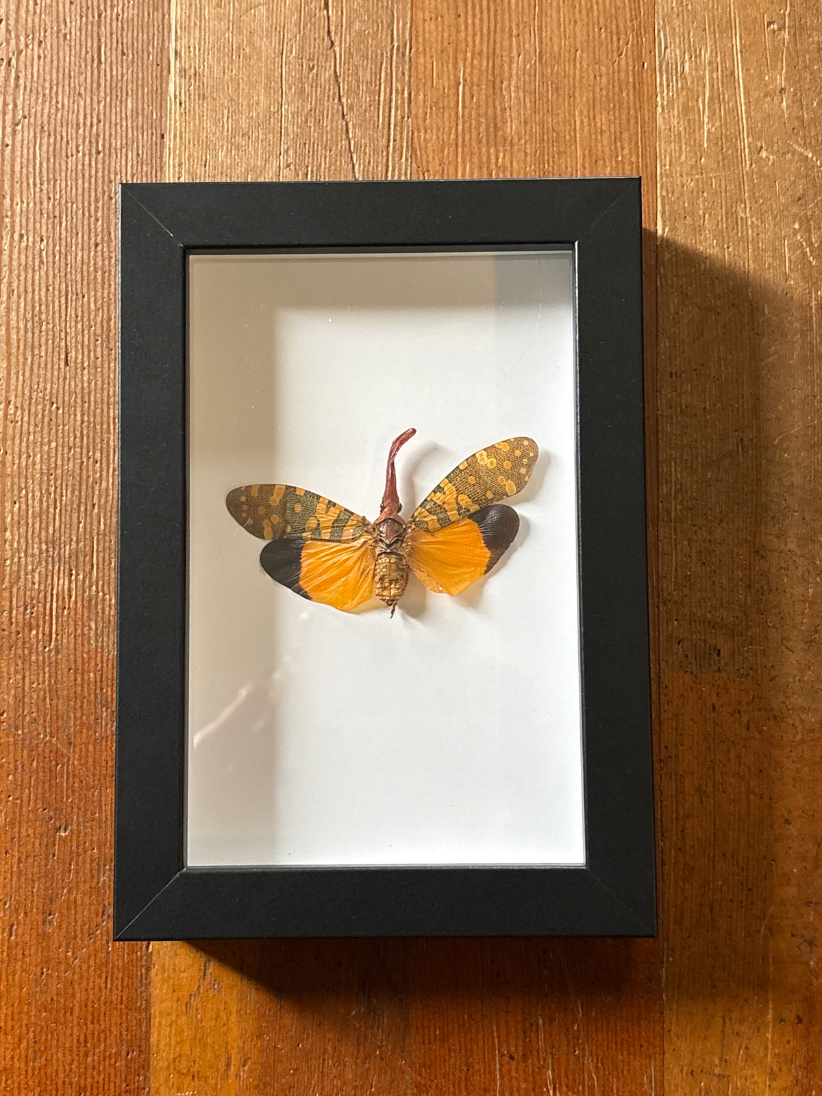 Dead Petal Studio ~ Lantern Fly Framed Specimen