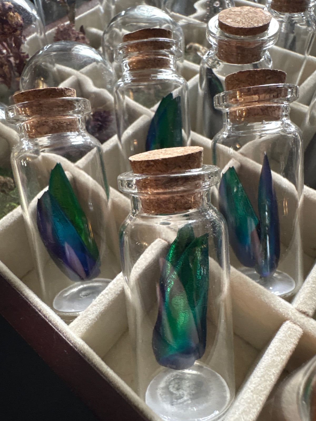 Dead Petal Studio – Butterfly Wing Specimen Jar
