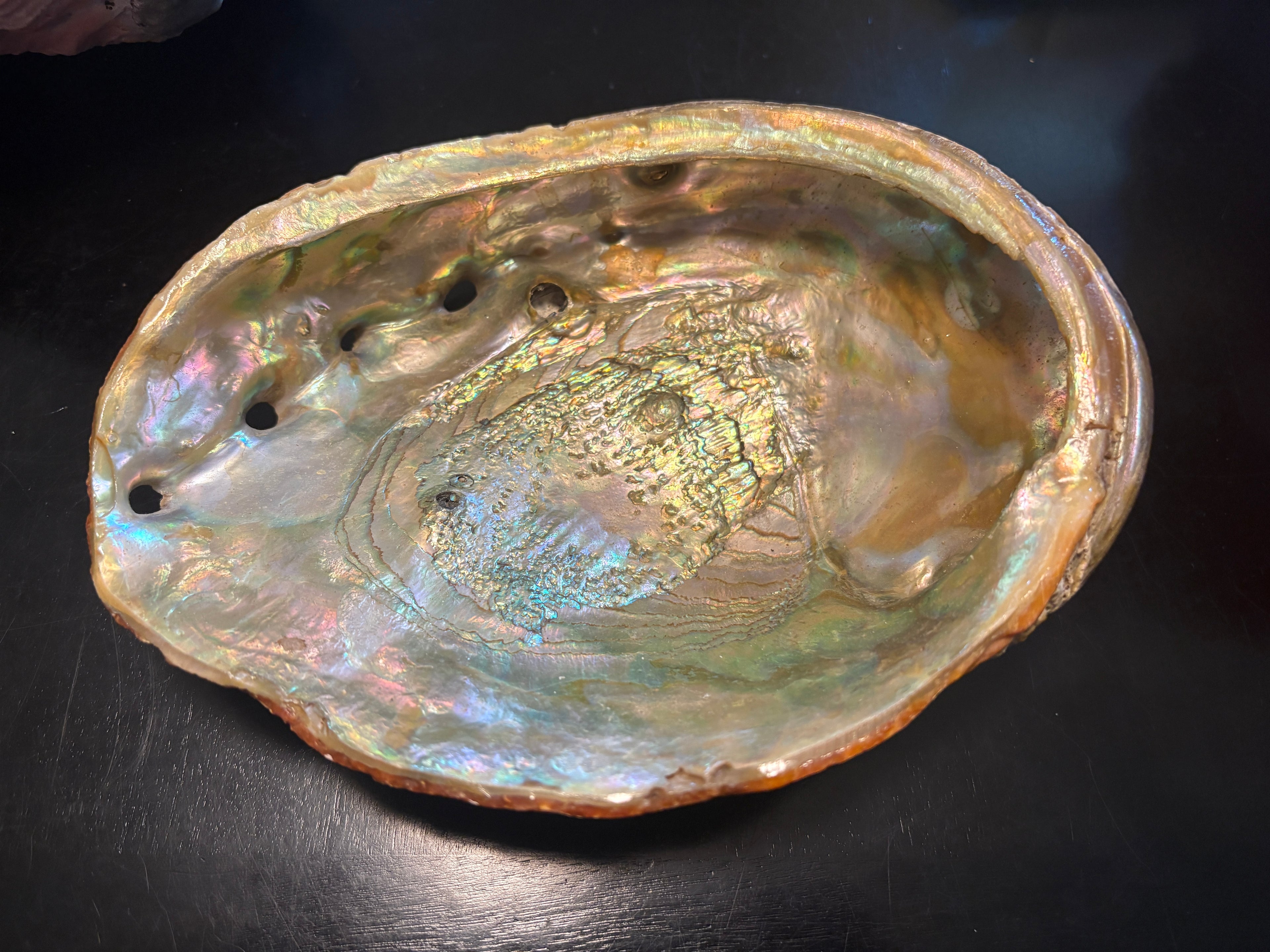 Abalone Shells