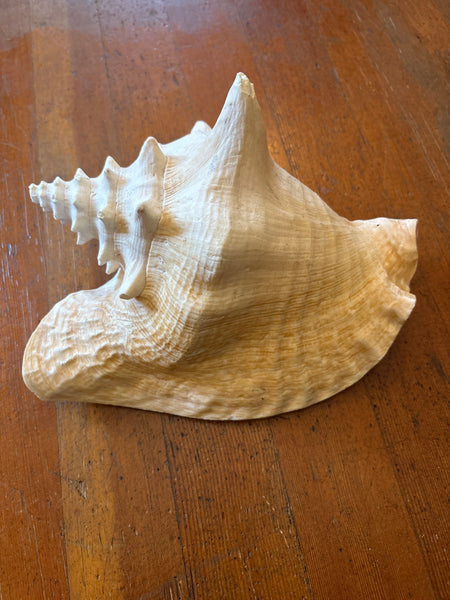 Vintage Queen Conch 10”
