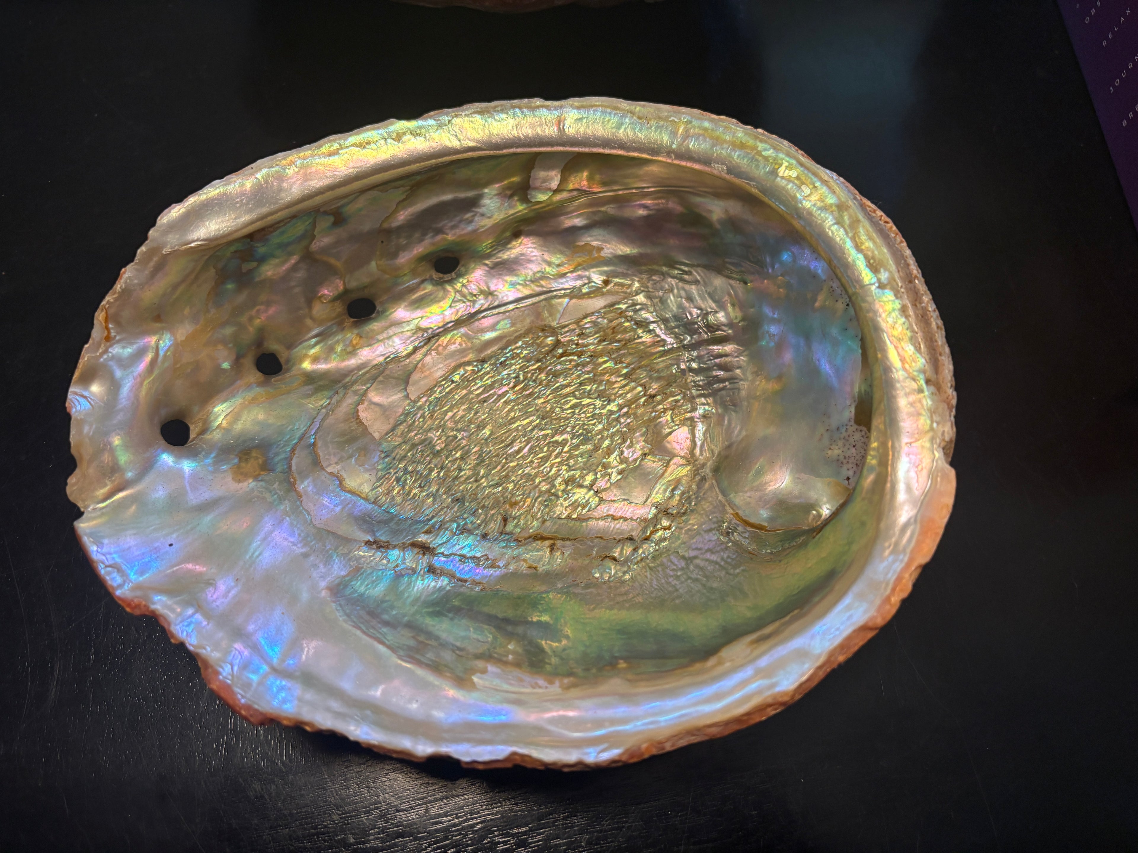 Abalone Shells