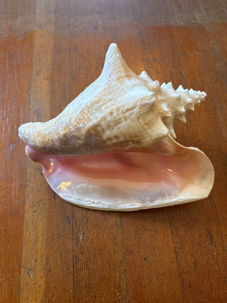 Vintage Queen Conch 10”