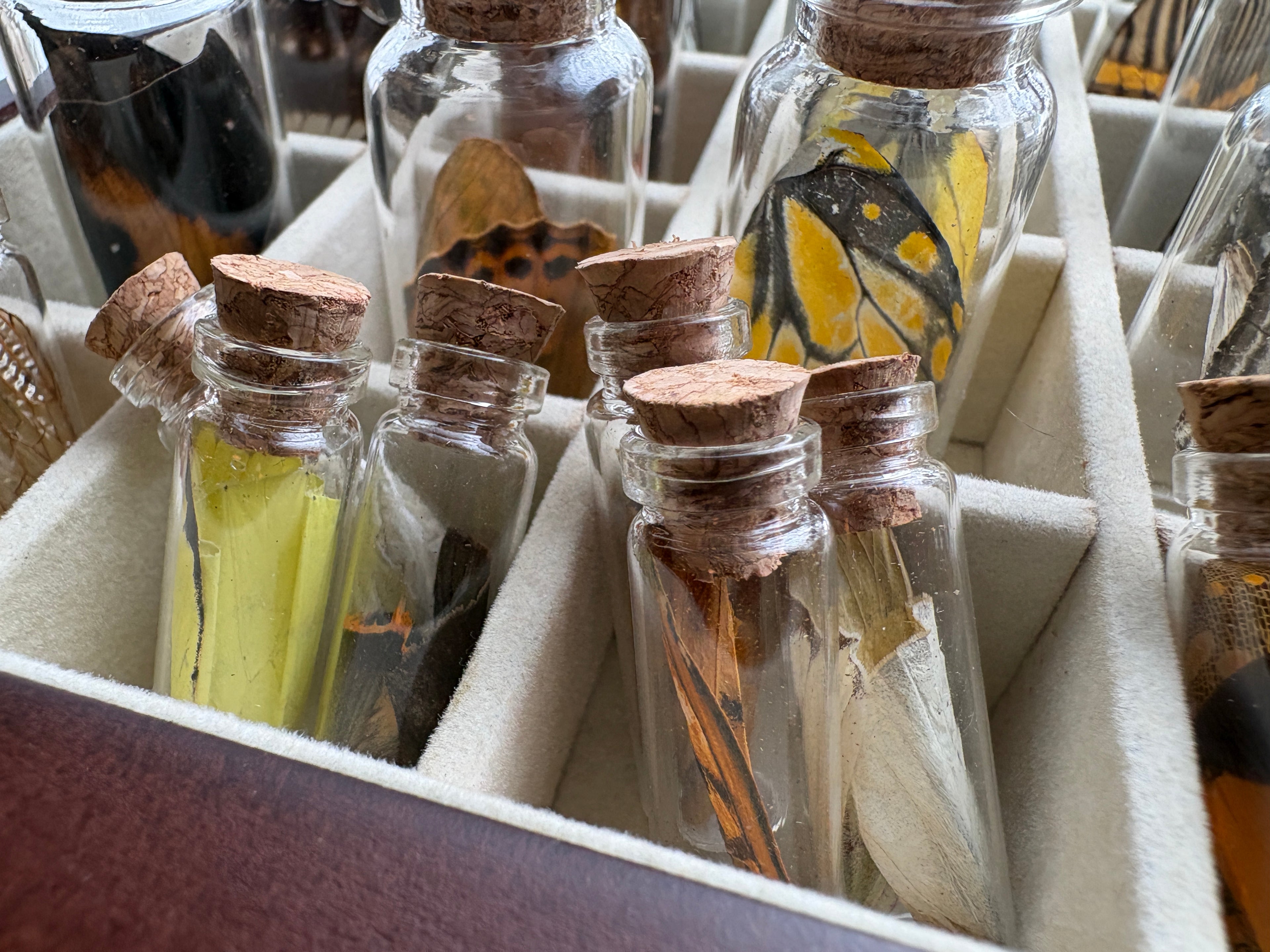 Dead Petal Studio – Butterfly Wing Specimen Jar