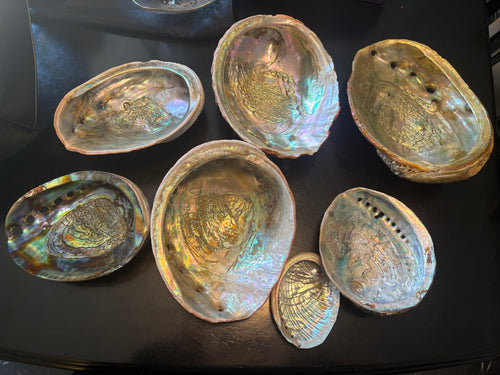 Abalone Shells