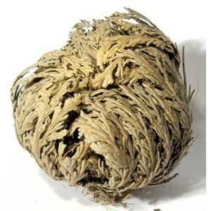 Rose of Jericho, Resurrection, Magical Plant - Small
