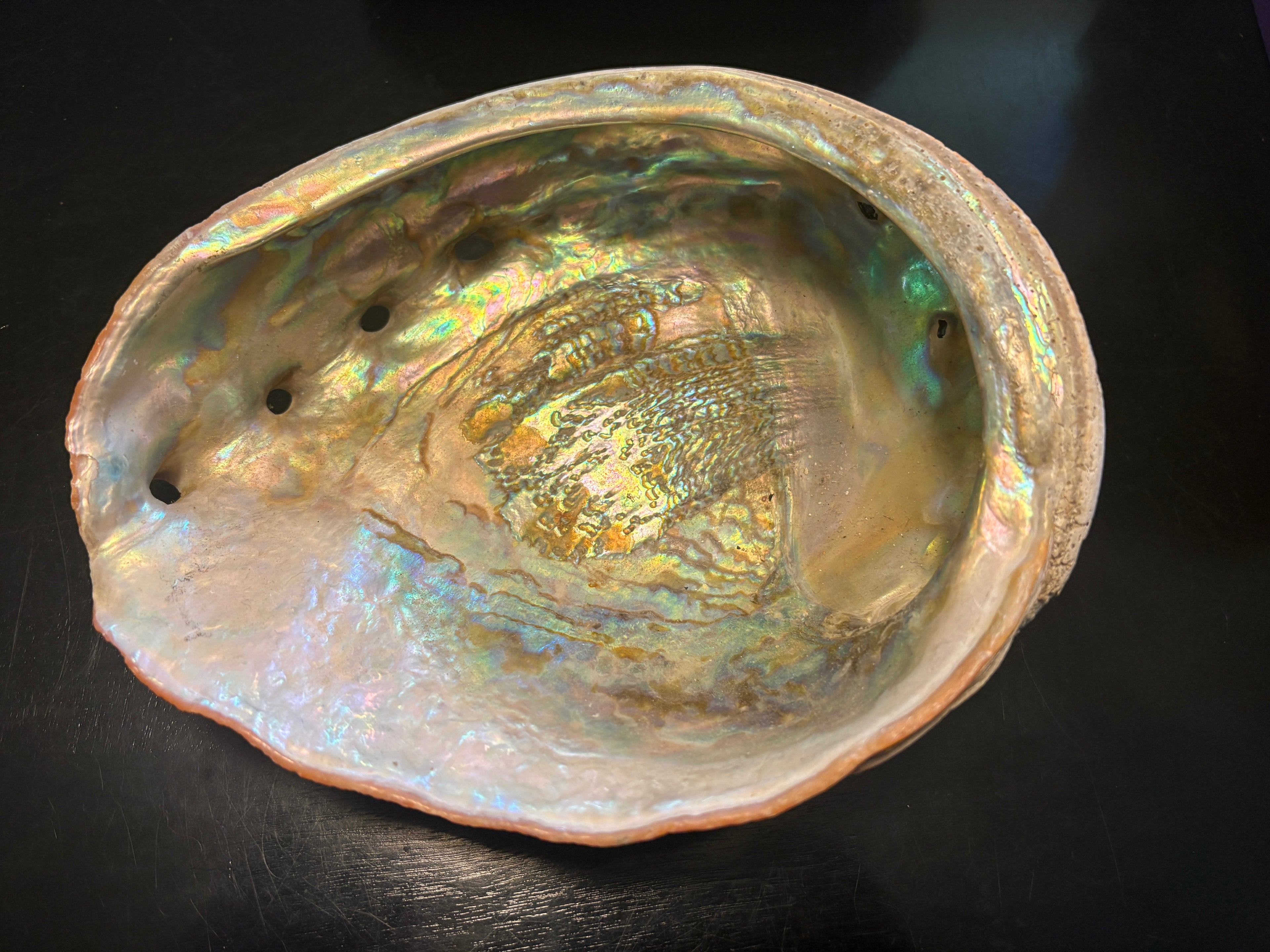 Abalone Shells