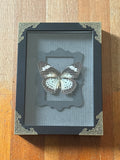 Dead Petal Studio – Leopard Lacewing Framed Specimen