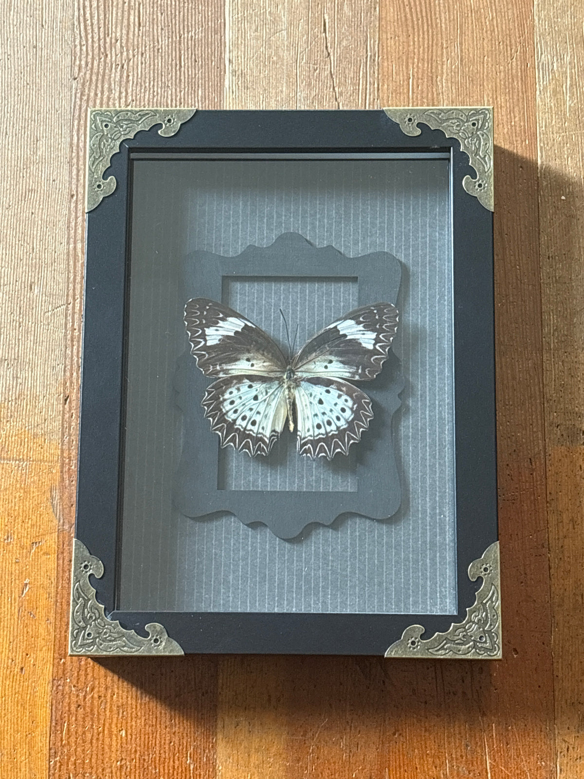 Dead Petal Studio – Leopard Lacewing Framed Specimen