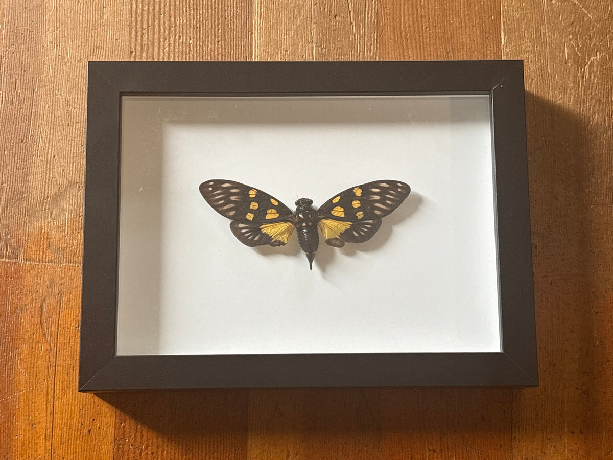 Dead Petal Studio – Spotted Black Cicada Specimen