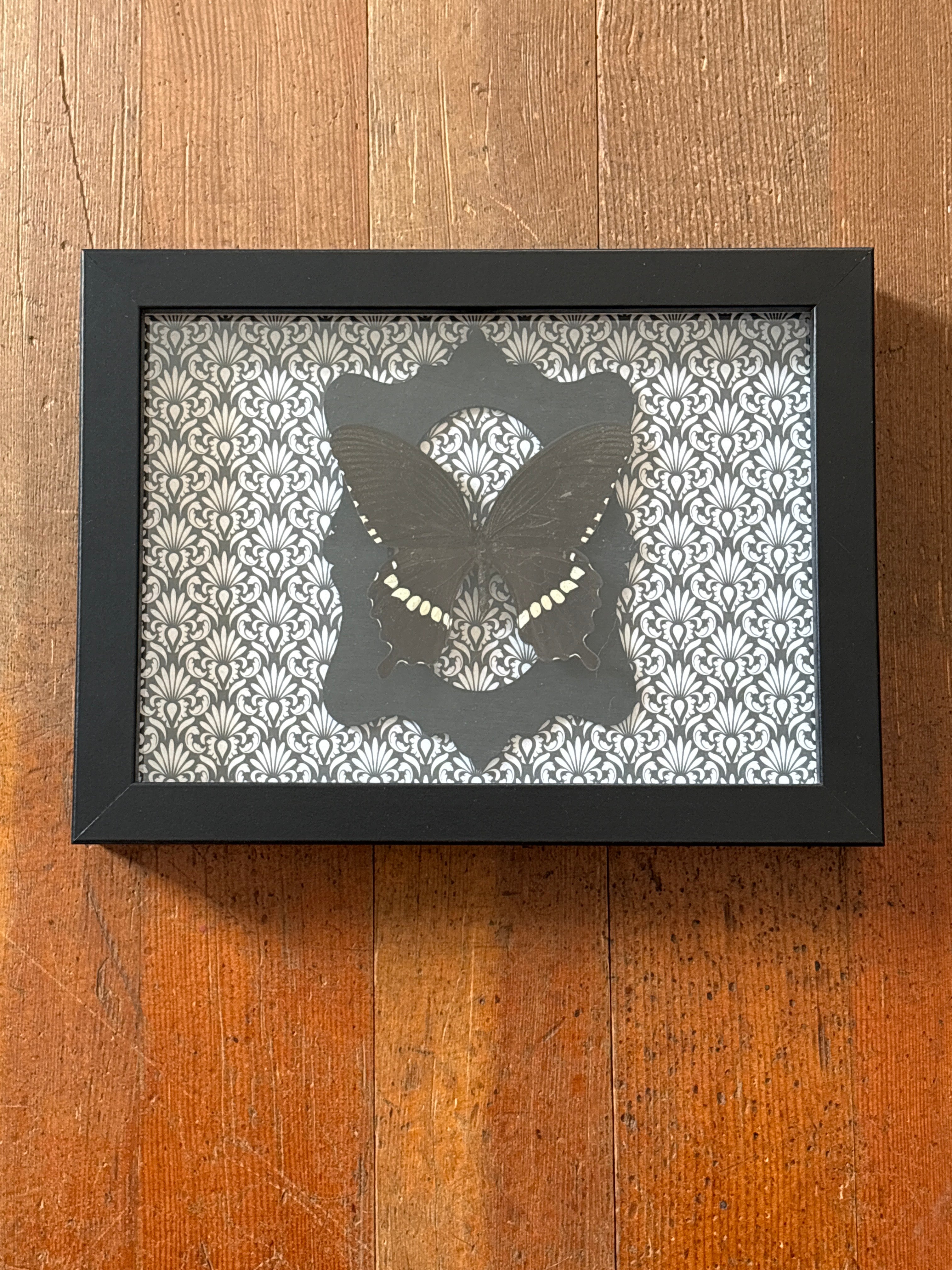 Dead Petal Studio ~ Papilio Polytes (Common Mormon) — Framed Butterfly