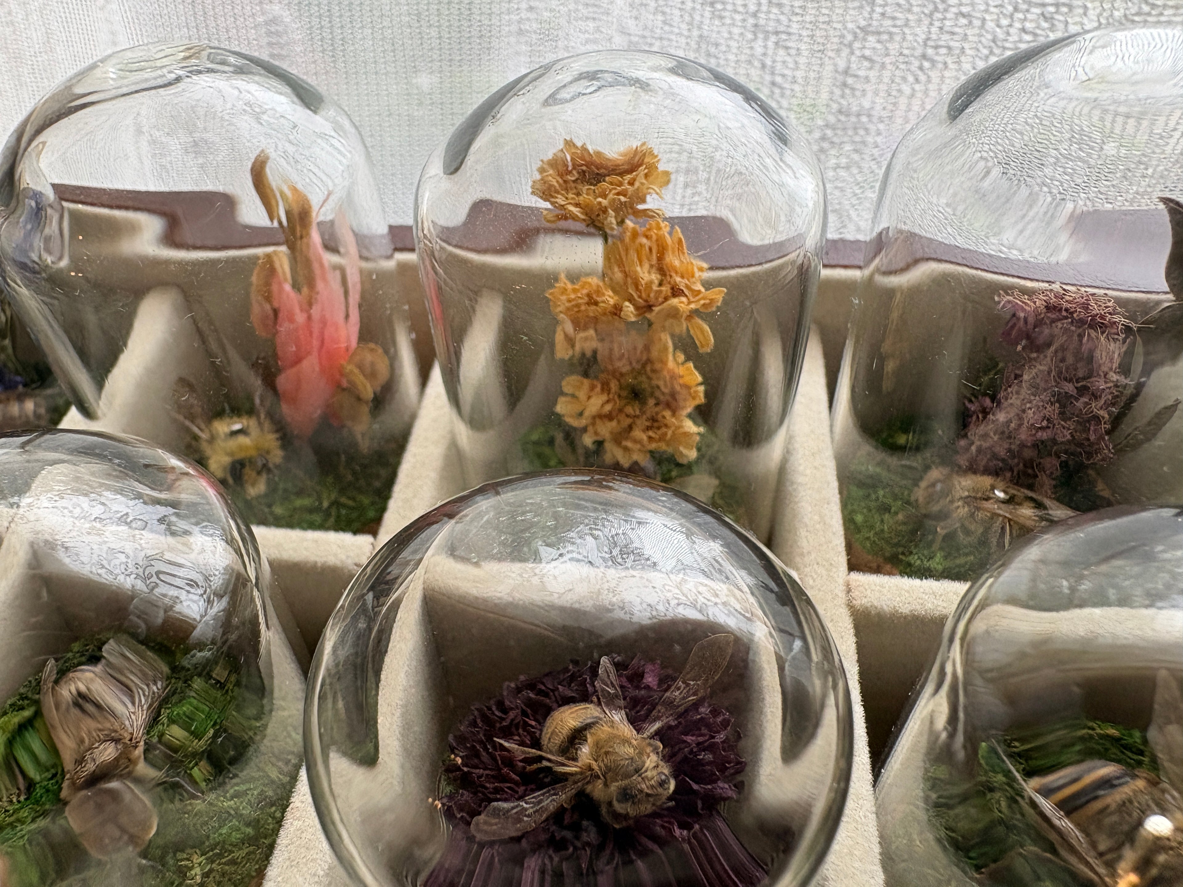 Dead Petal Studio – Bee Specimen