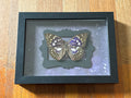 Dead Petal Studio ~ Great Purple Emperor Framed Specimen