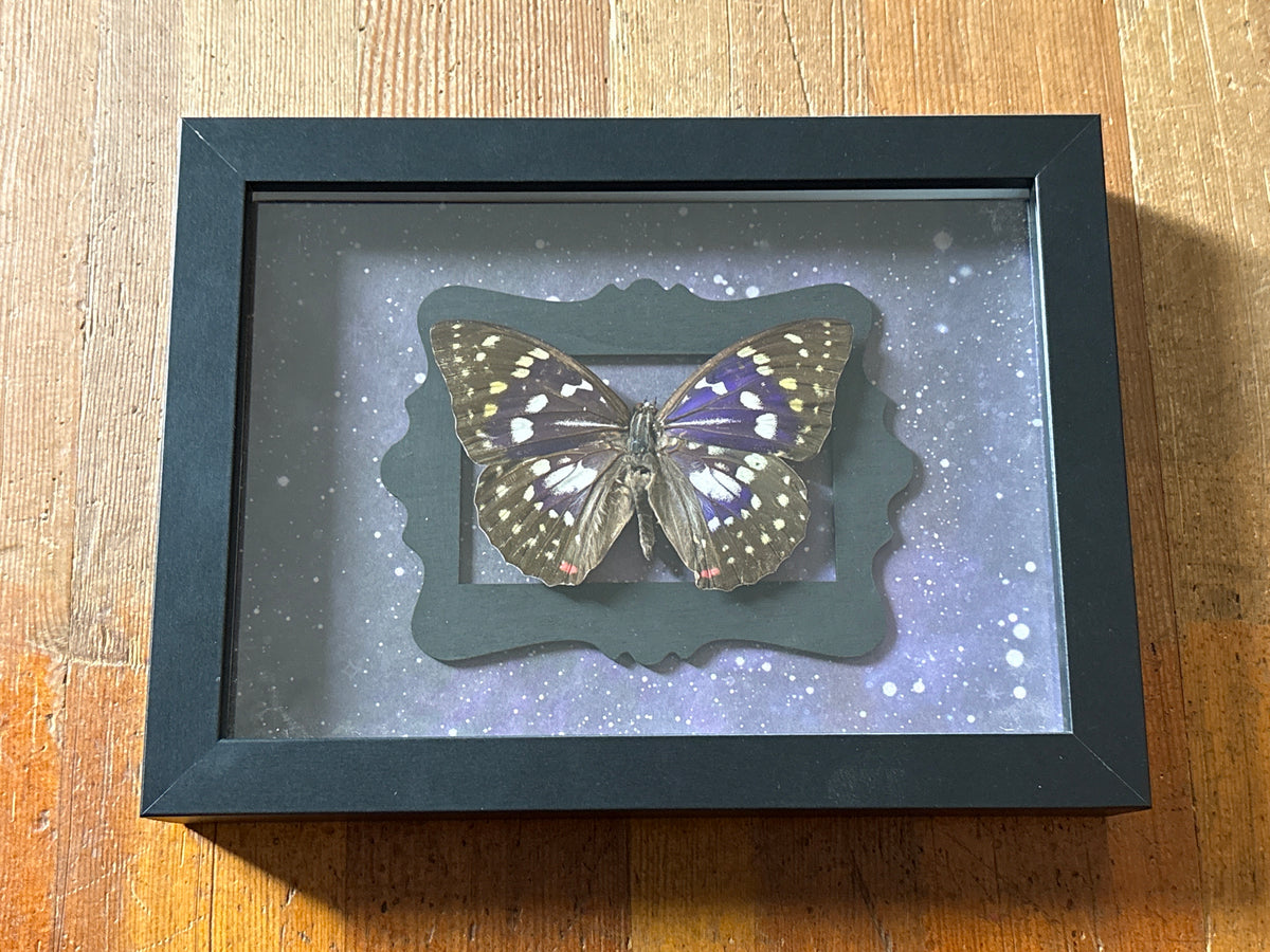 Dead Petal Studio ~ Great Purple Emperor Framed Specimen