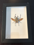 Dead Petal Studio – Antler Horn Beetle Framed Specimen