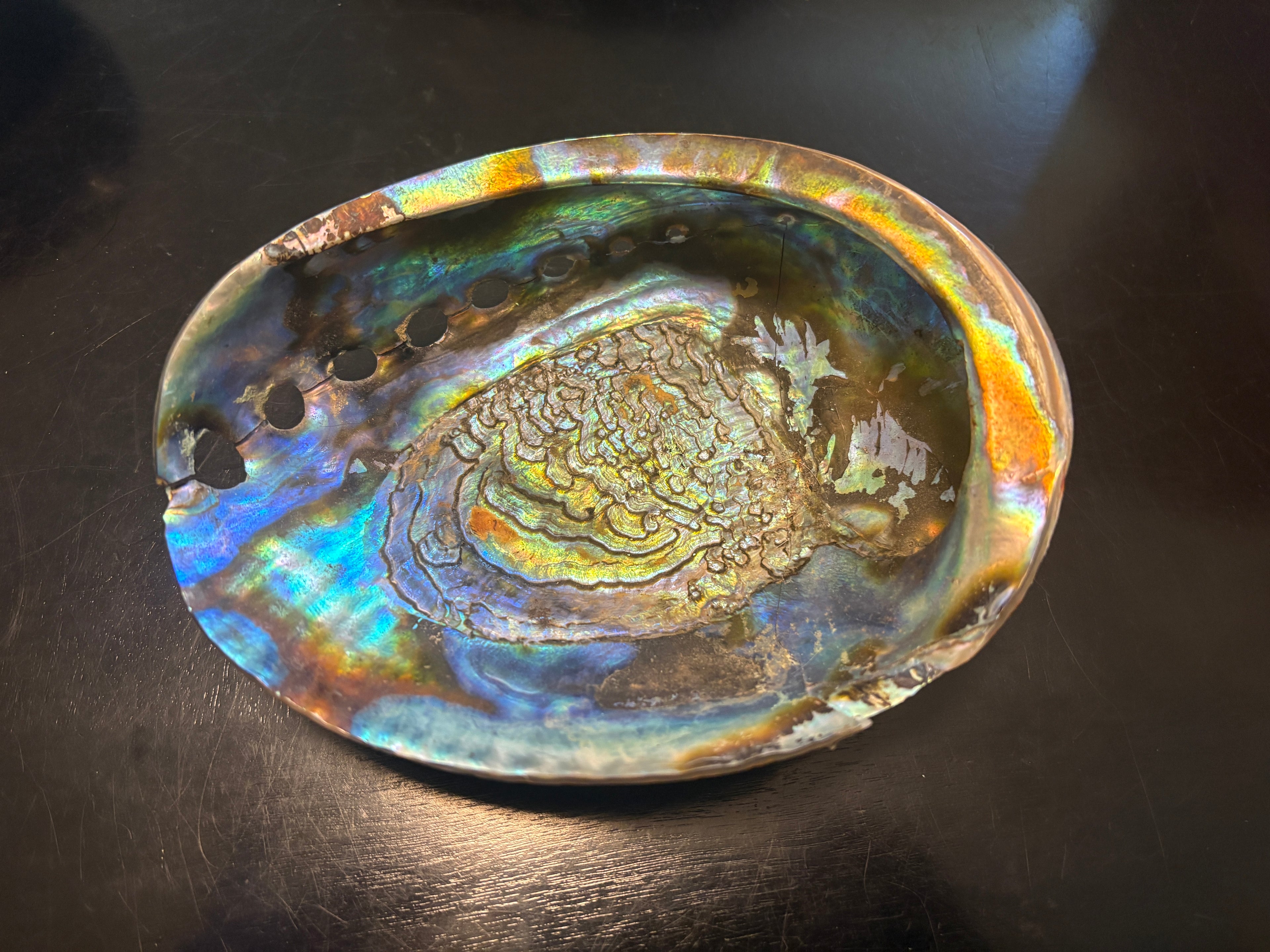 Abalone Shells