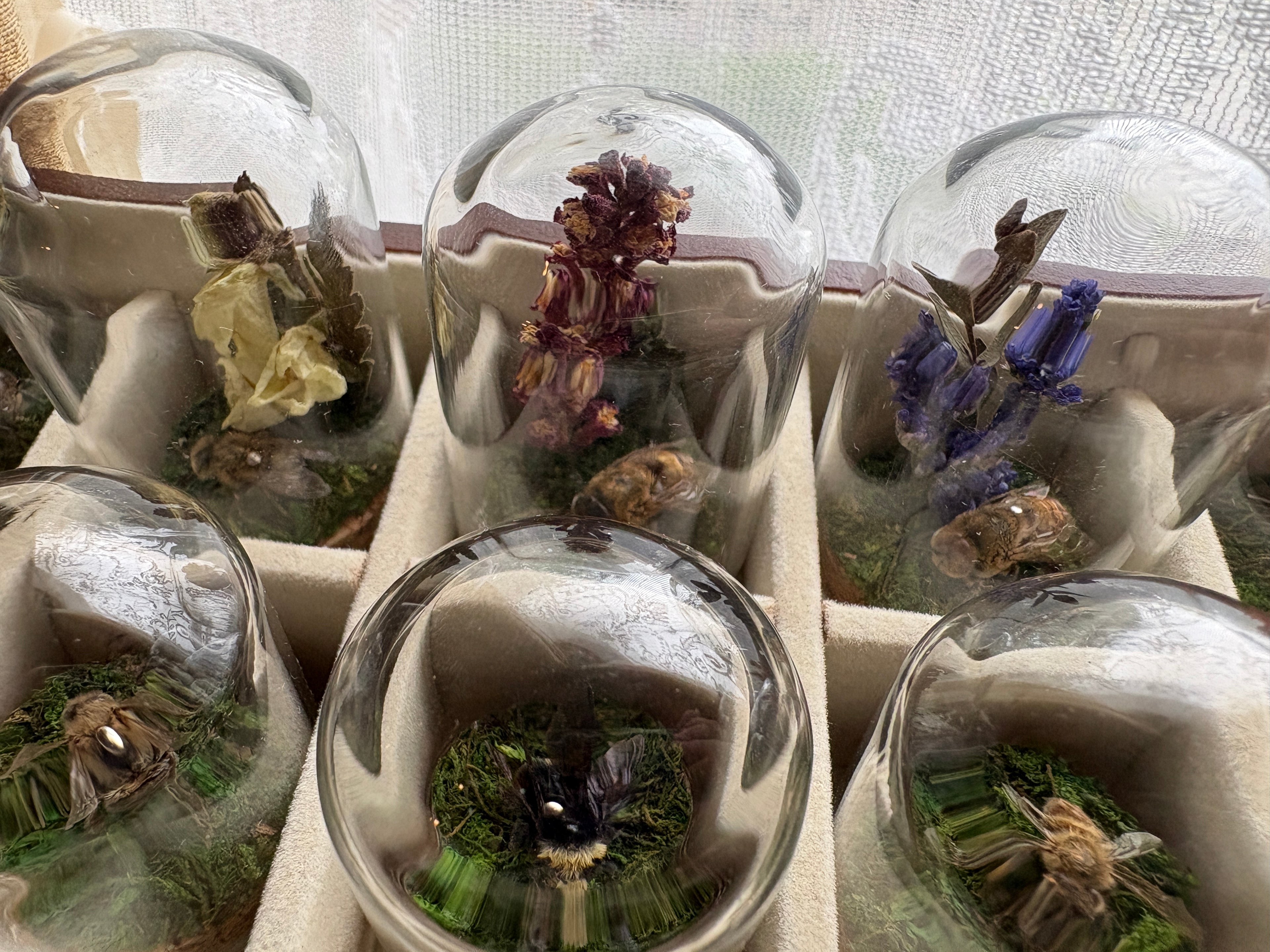 Dead Petal Studio – Bee Specimen