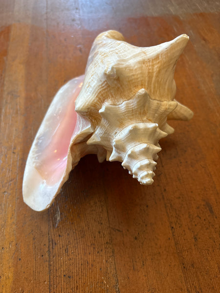 Vintage Queen Conch 10”