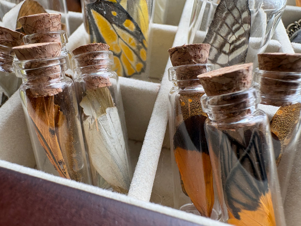 Dead Petal Studio – Butterfly Wing Specimen Jar