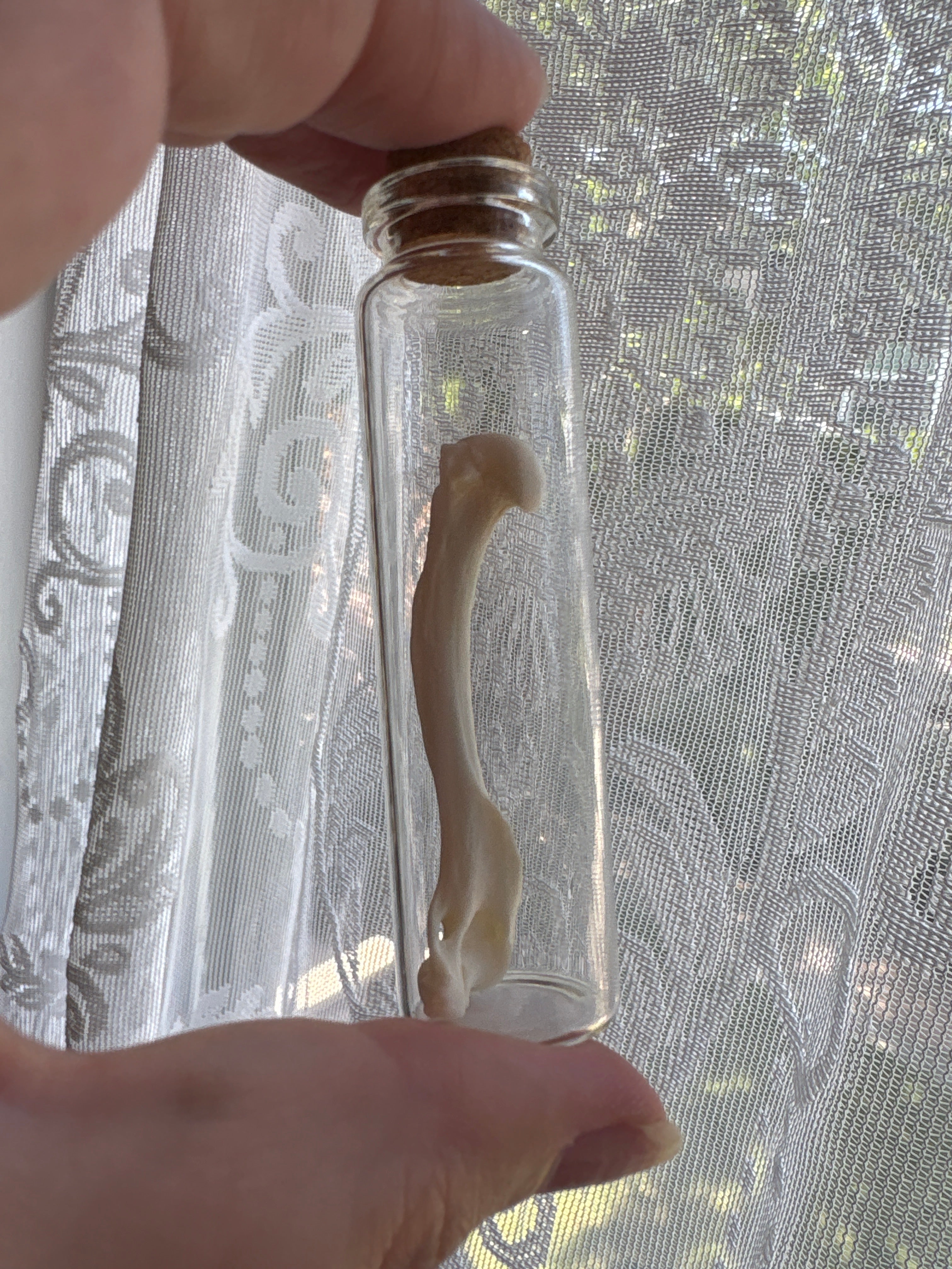 Dead Petal Studio – Bone Specimen Jar