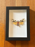 Dead Petal Studio ~ Milky Tiger Moth Framed Specimen
