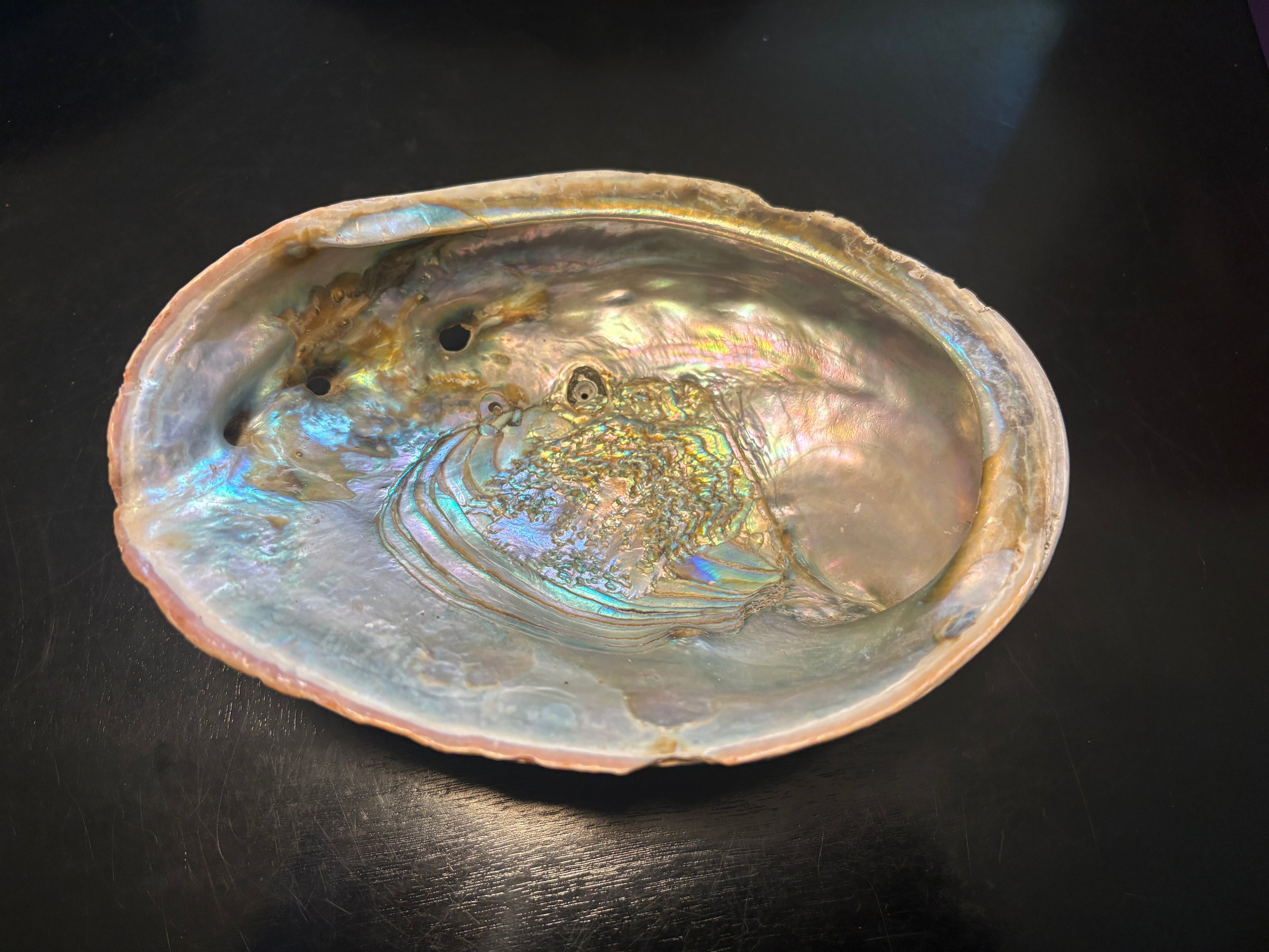 Abalone Shells