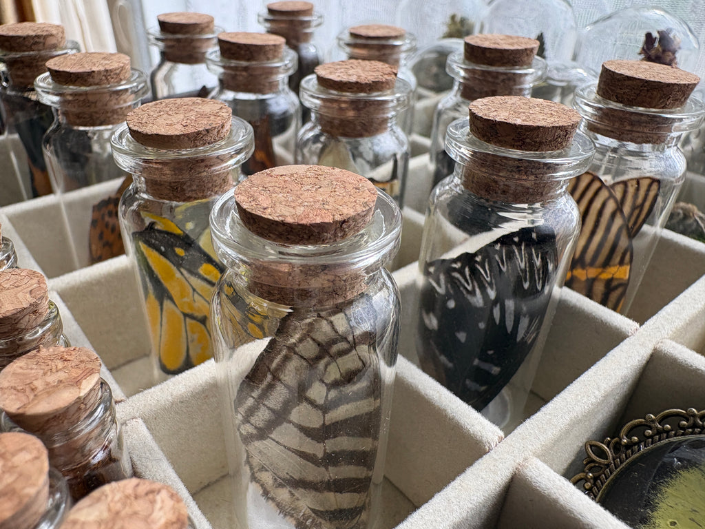 Dead Petal Studio – Butterfly Wing Specimen Jar