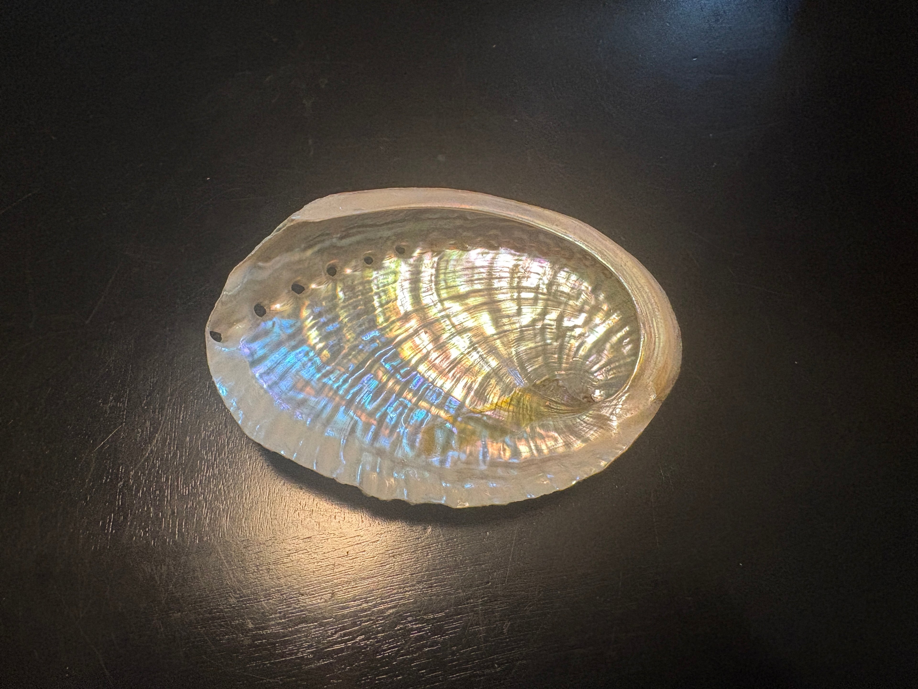 Abalone Shells