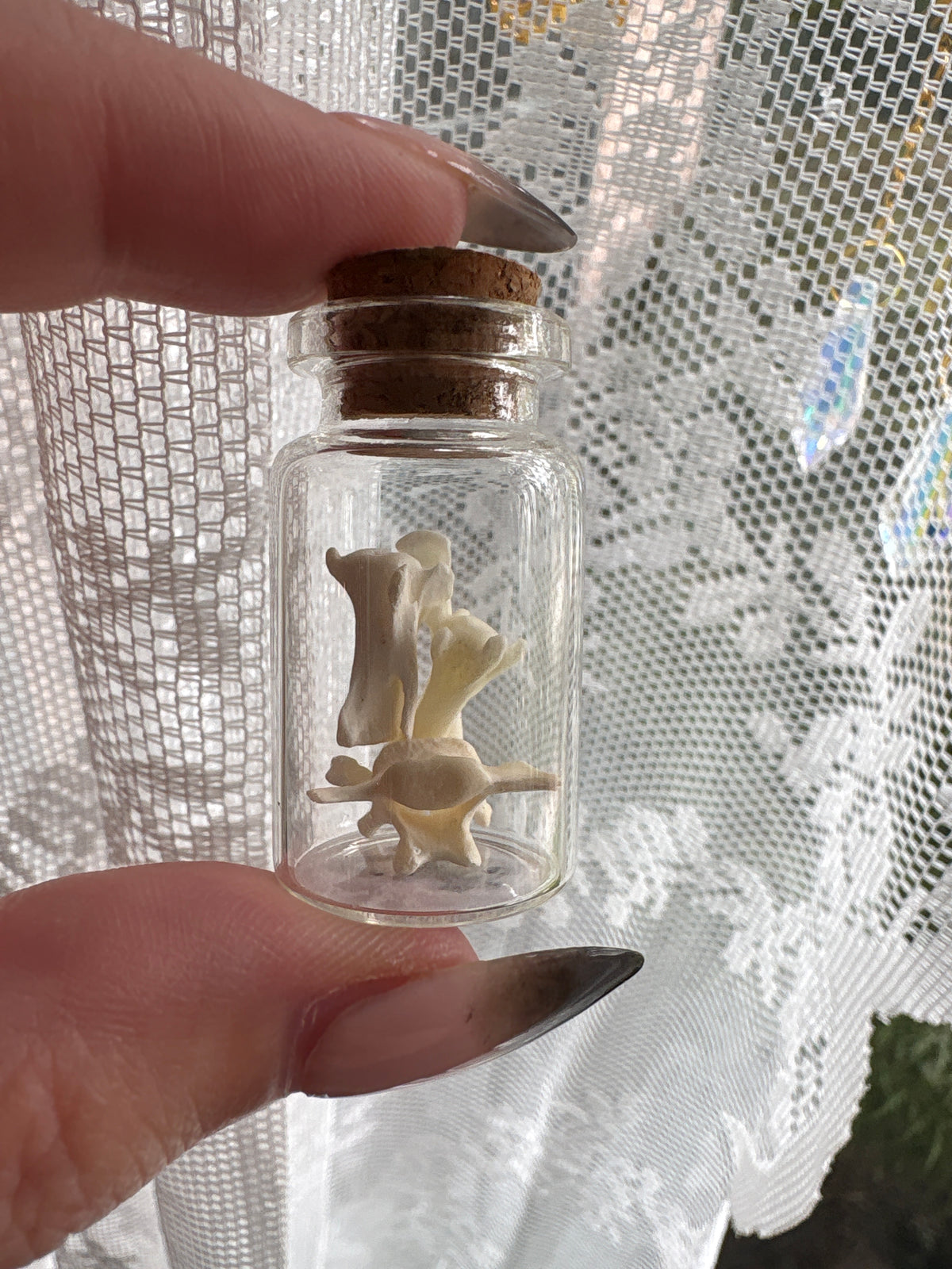 Dead Petal Studio – Bone Specimen Jar
