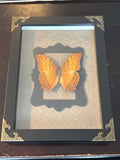 Dead Petal Studio –  Cruiser Framed Specimen