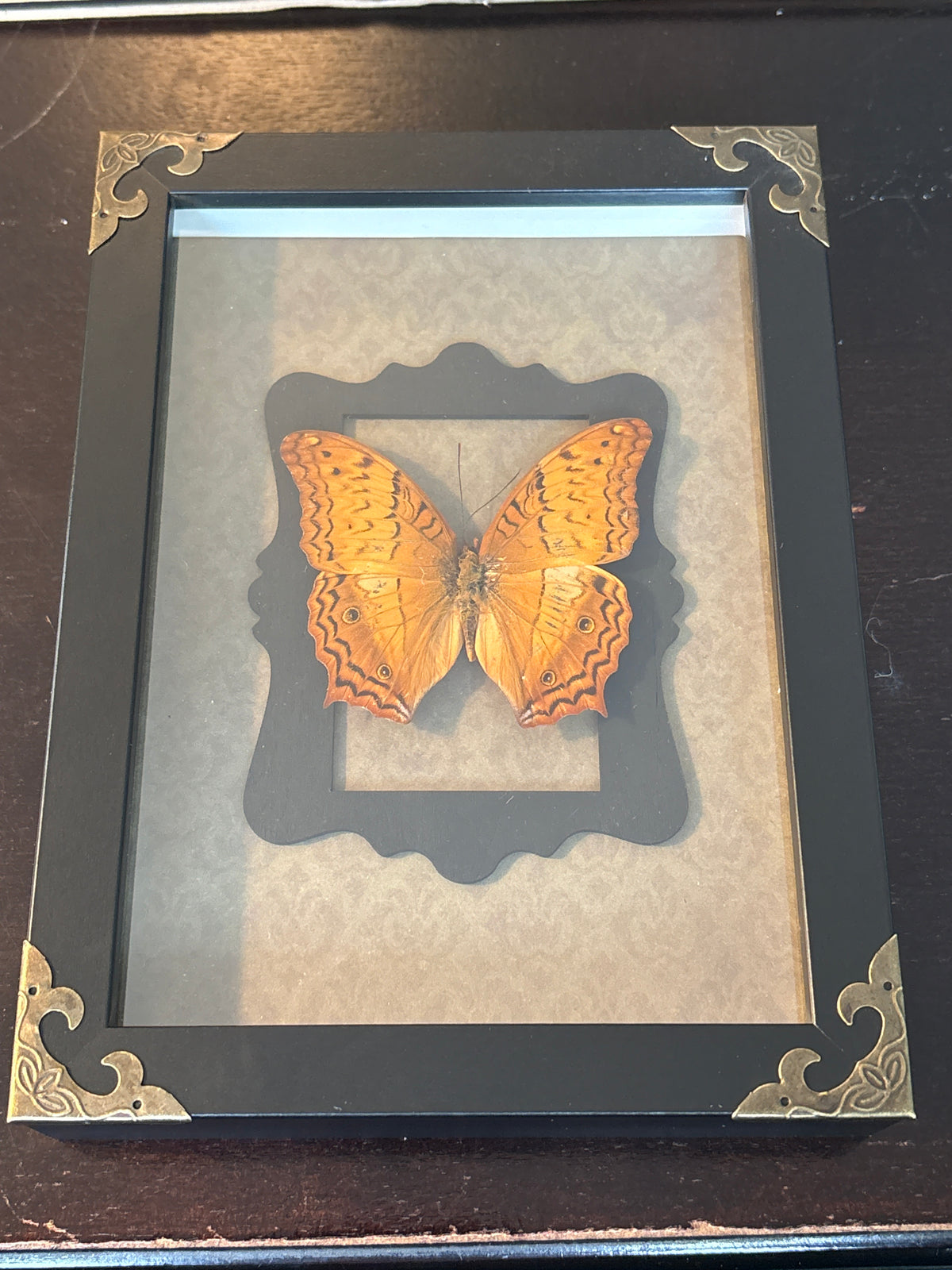 Dead Petal Studio –  Cruiser Framed Specimen