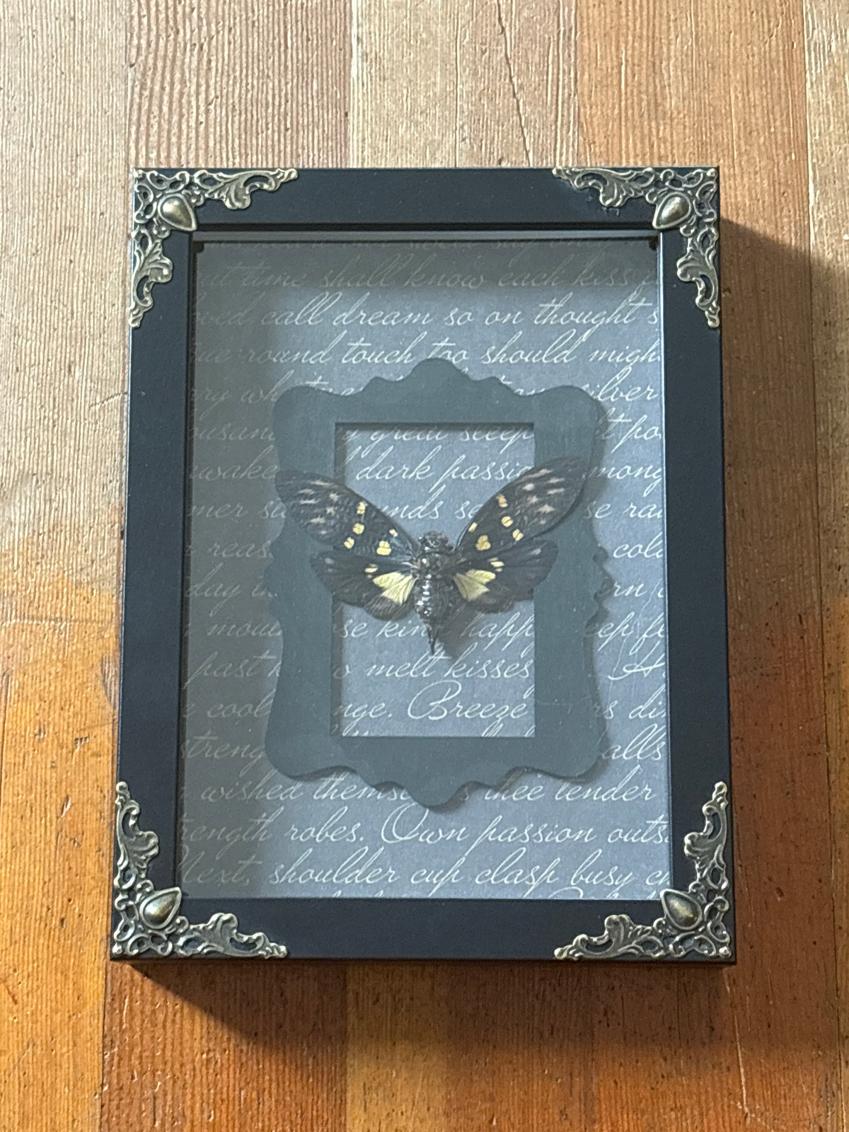 Dead Petal Studio – Yellow Spotted Black Cicada Specimen
