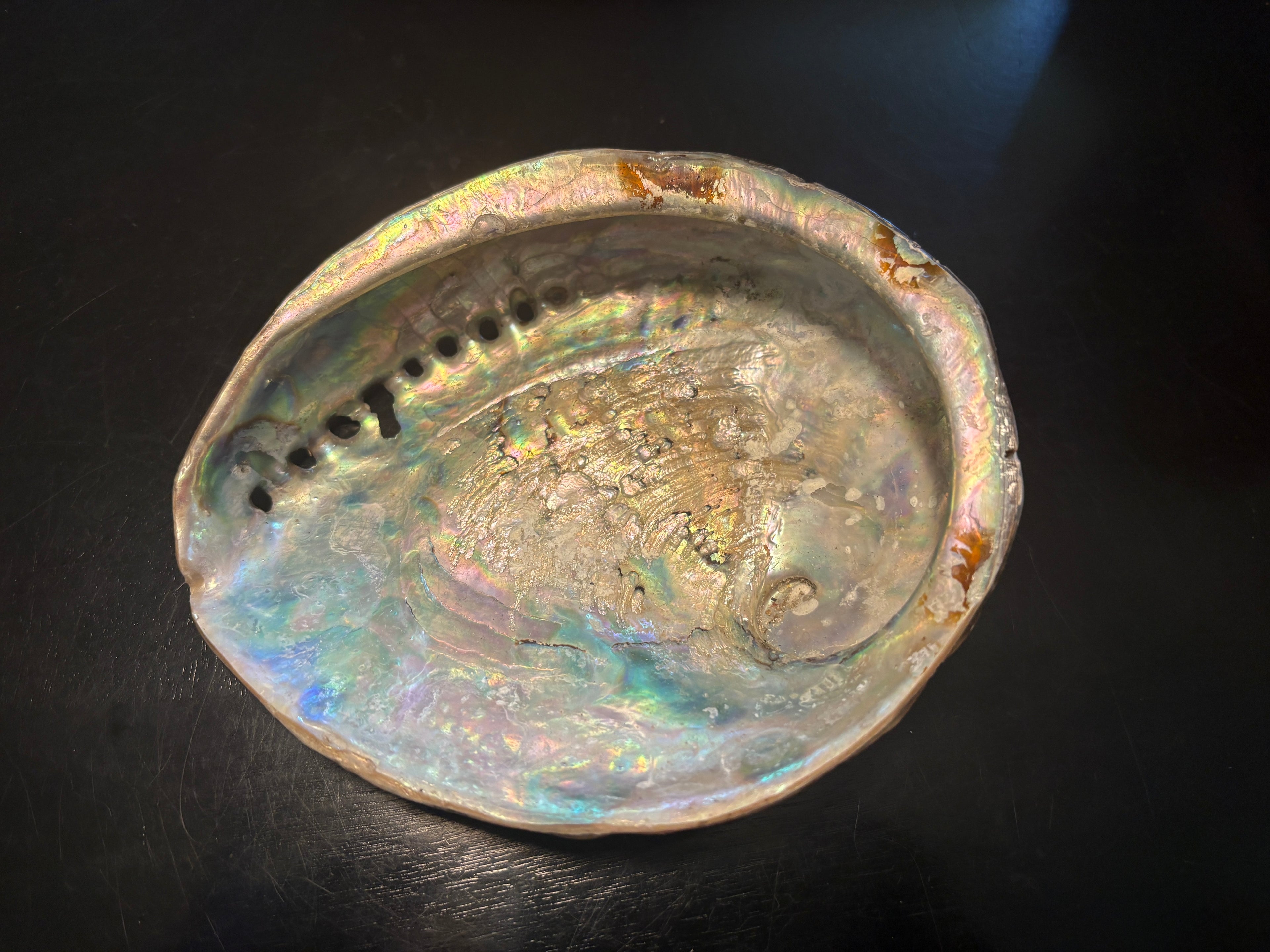 Abalone Shells
