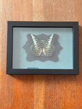 Dead Petal Studio ~ Clipper Butterfly Framed Specimen