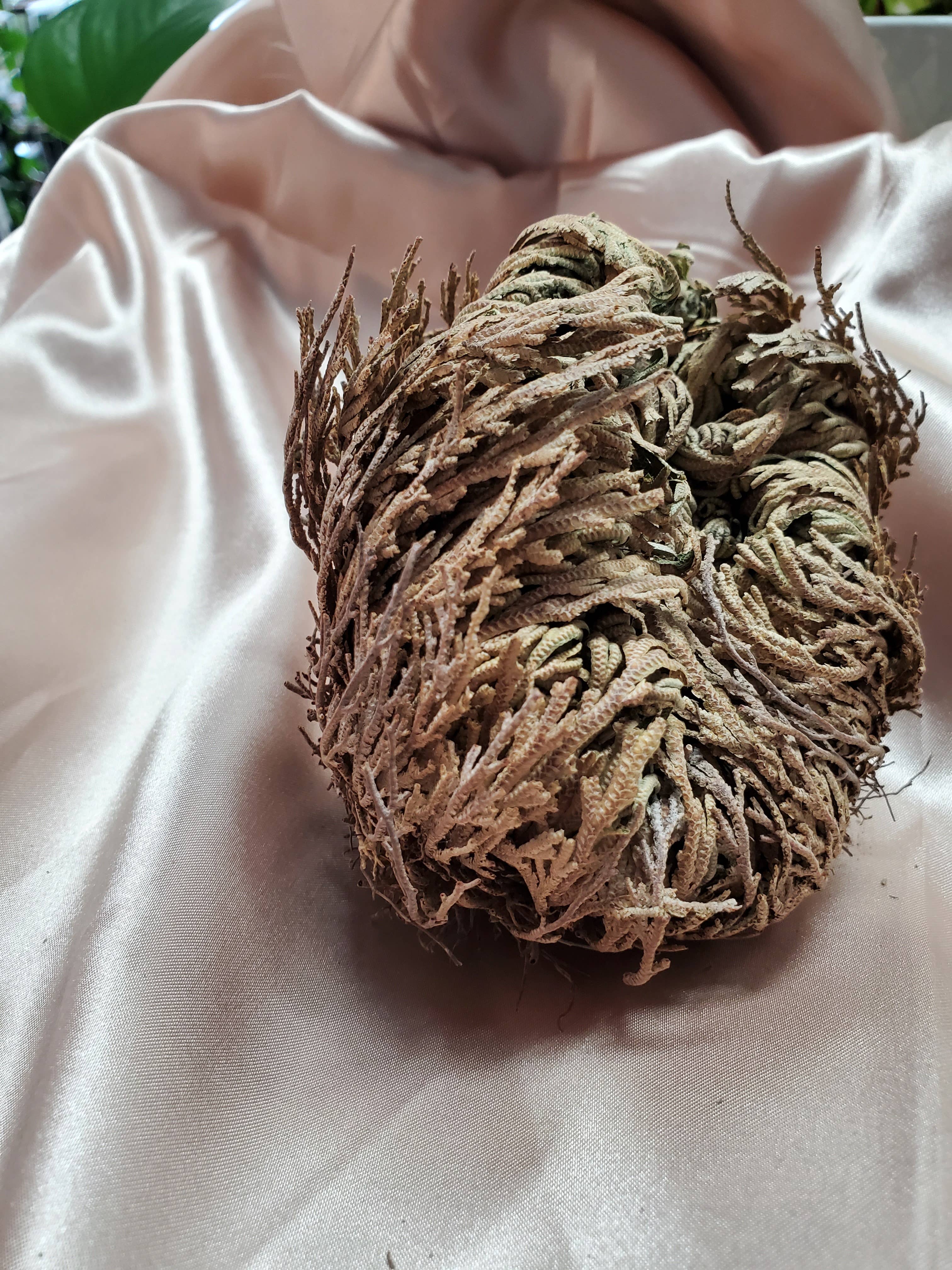Rose of Jericho, Resurrection, Magical Plant - Medium