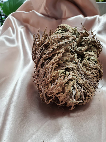 Rose of Jericho, Resurrection, Magical Plant - Medium