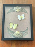Dead Petal Studio ~ Catopsilia Double Framed Specimen