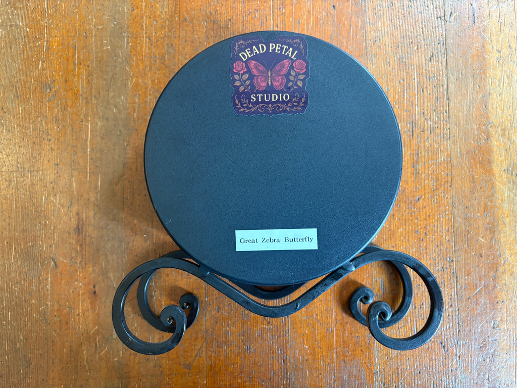 Dead Petal Studio –Great Zebra Butterfly Antique-Style Clock Framed Specimen