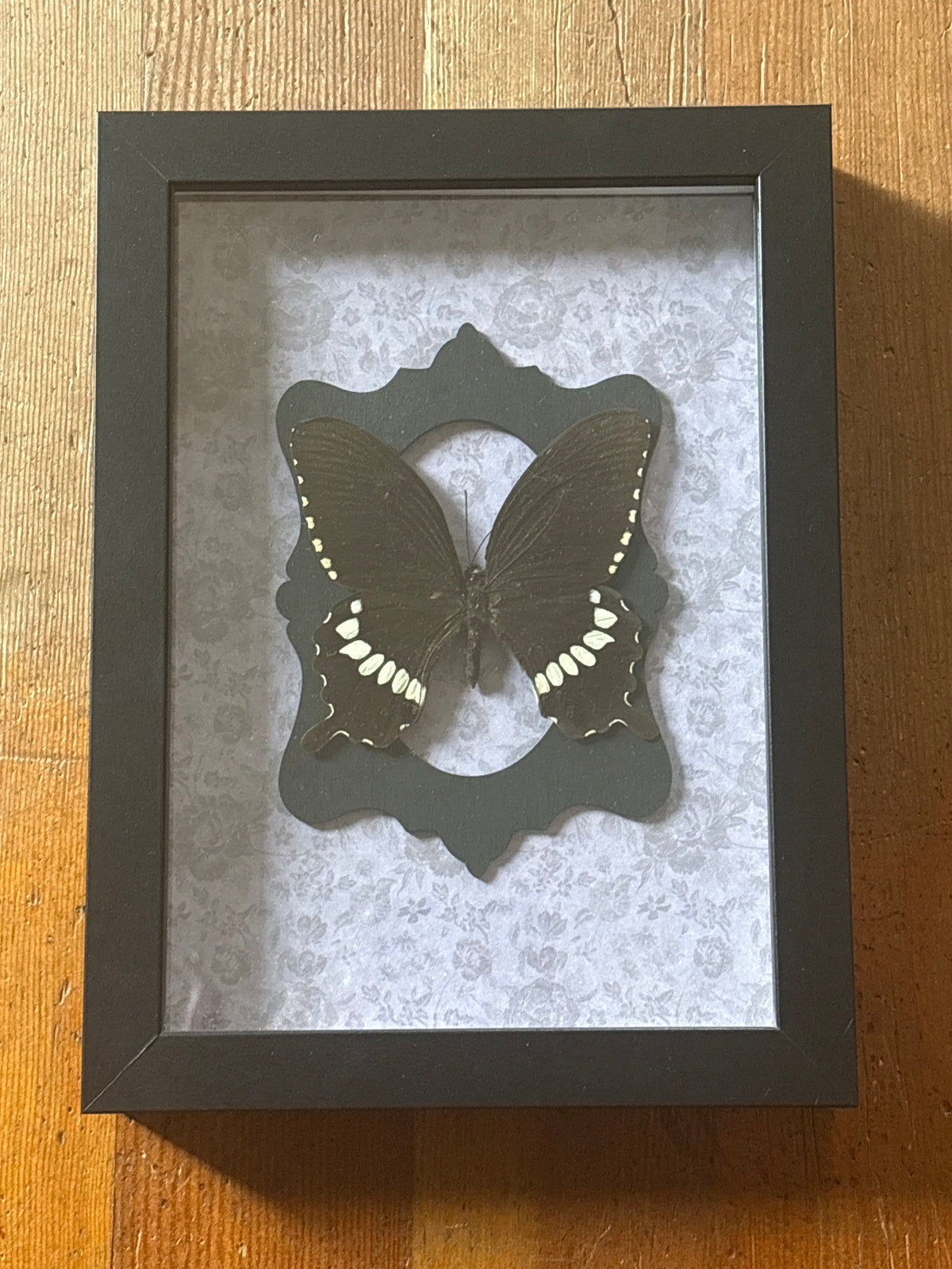 Dead Petal Studio ~ Papilio Polytes (Common Mormon) — Framed Butterfly