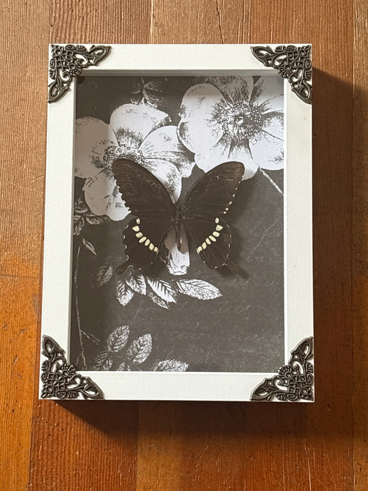 Dead Petal Studio ~ Papilio Polytes (Mormon) — Special White Framed Butterfly