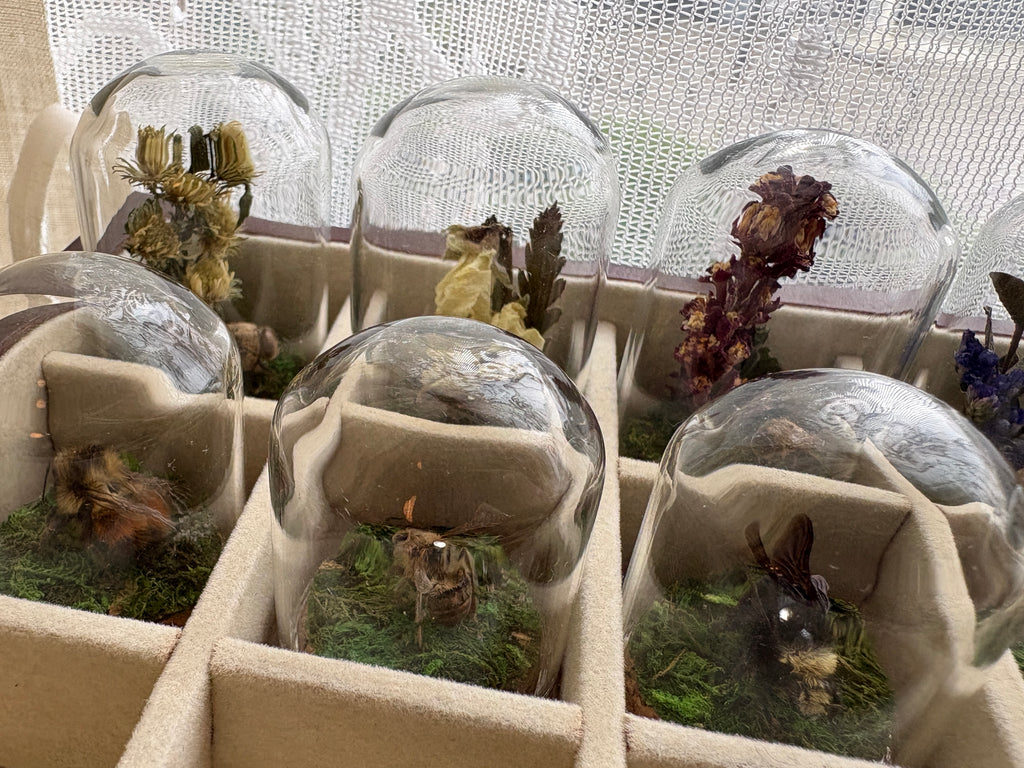 Dead Petal Studio – Bee Specimen