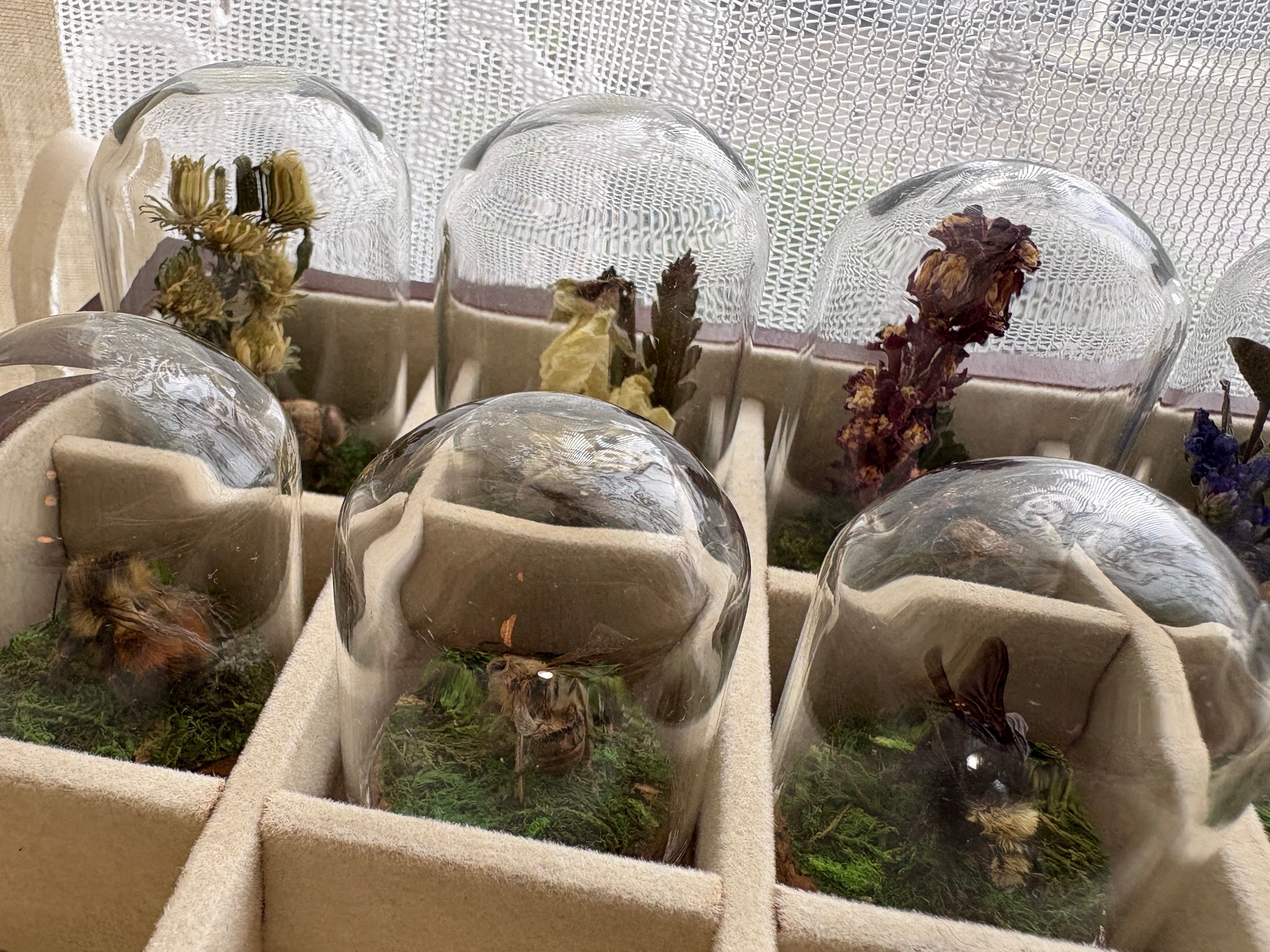 Dead Petal Studio – Bee Specimen