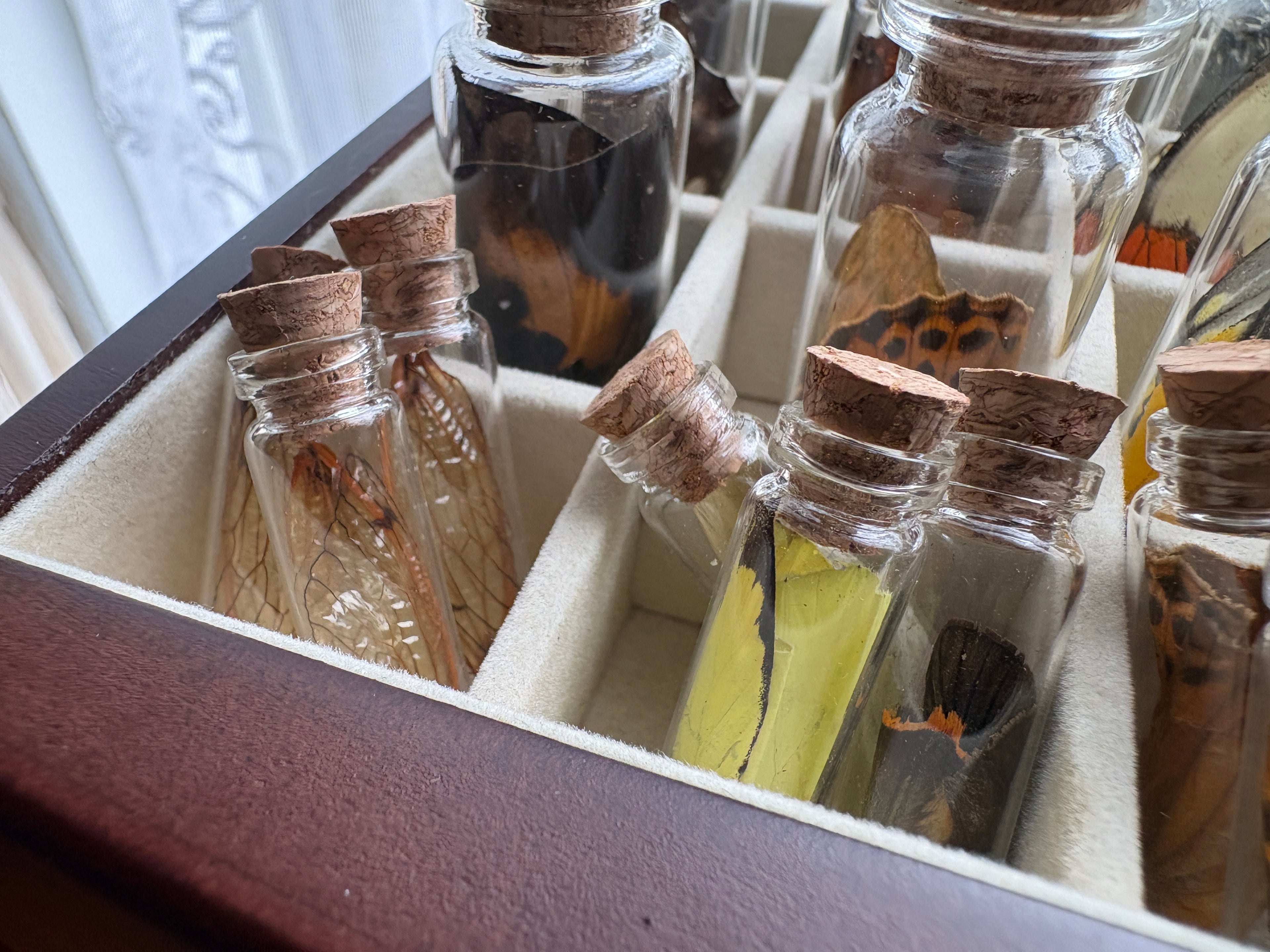 Dead Petal Studio – Butterfly Wing Specimen Jar