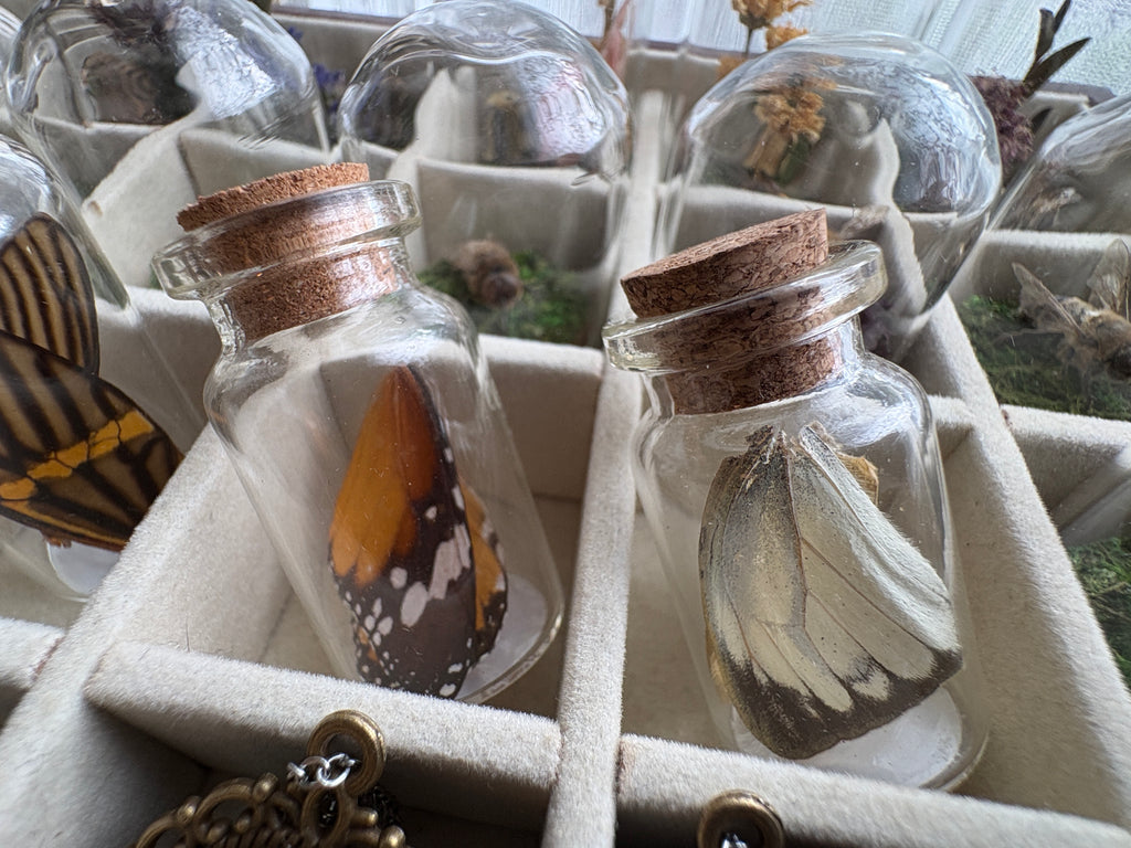 Dead Petal Studio – Butterfly Wing Specimen Jar