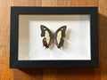 Dead Petal Studio ~ Great Nawab Framed Specimen