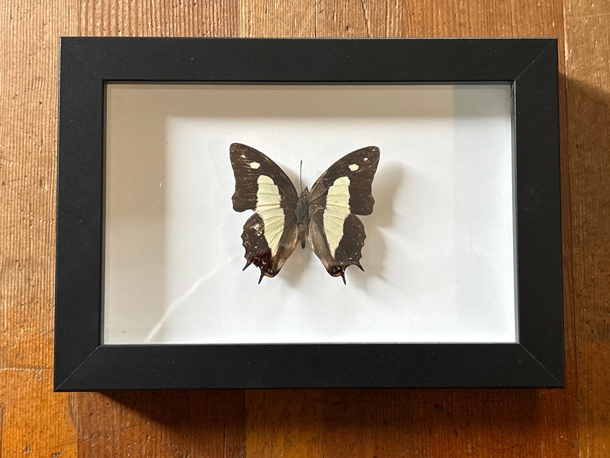 Dead Petal Studio ~ Great Nawab Framed Specimen