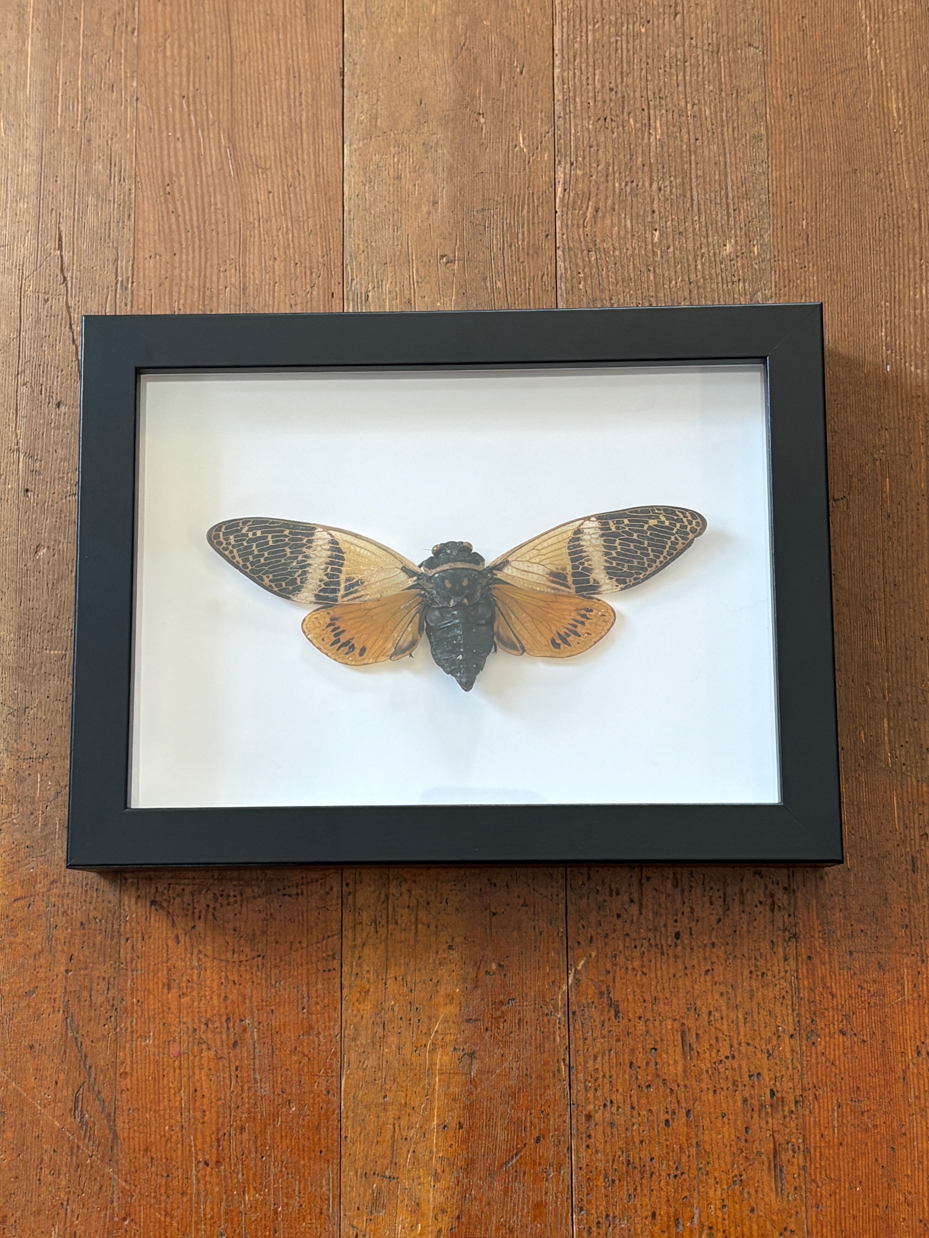 Dead Petal Studio ~ Angamiana Floridula (Tropical Cicada) Framed Specimen
