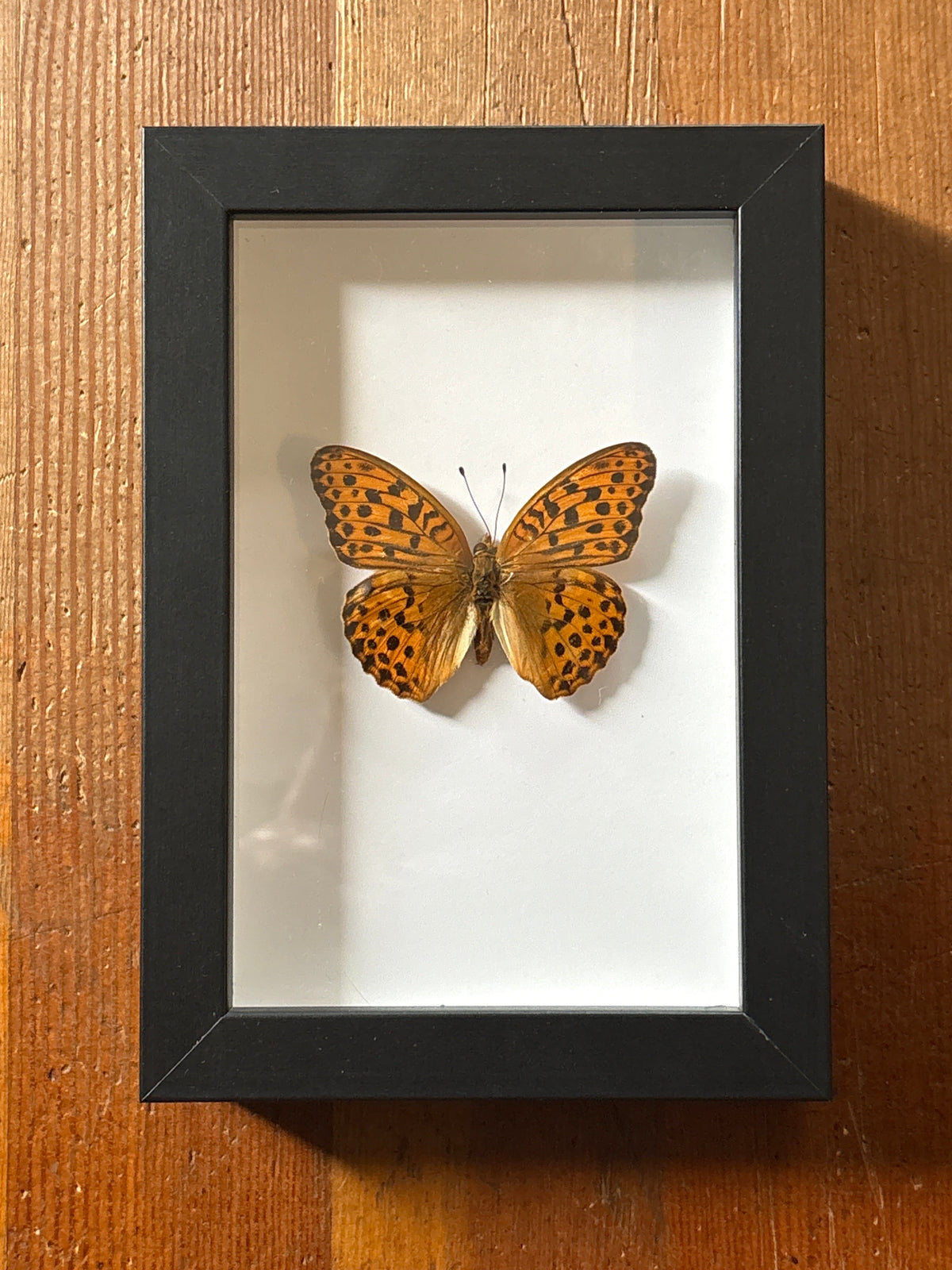 Dead Petal Studio – Silver Washed Fritillary Framed Specimen