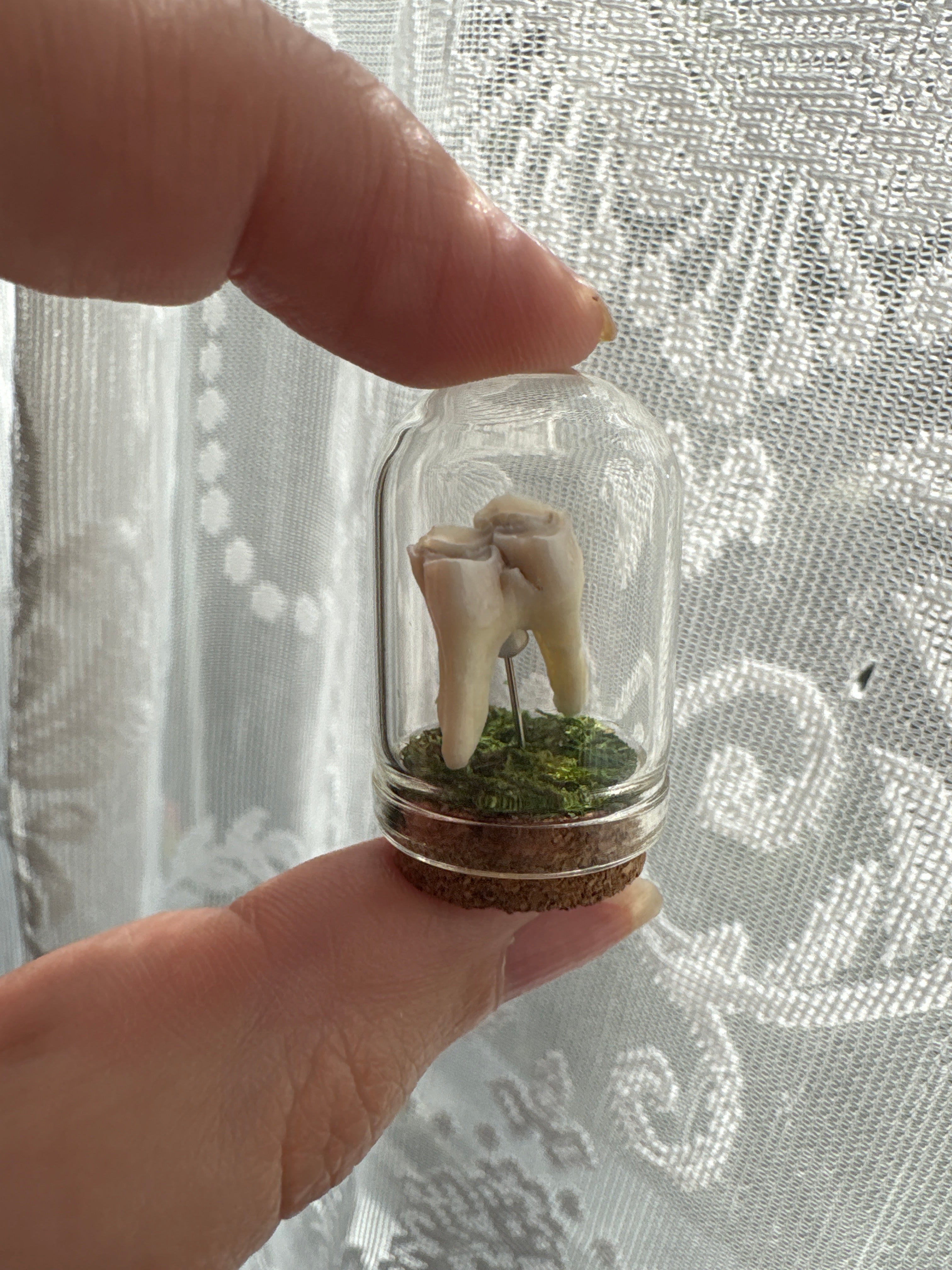 Dead Petal Studio – Bone Specimen Jar